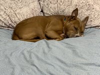 Meatball - Photo 3