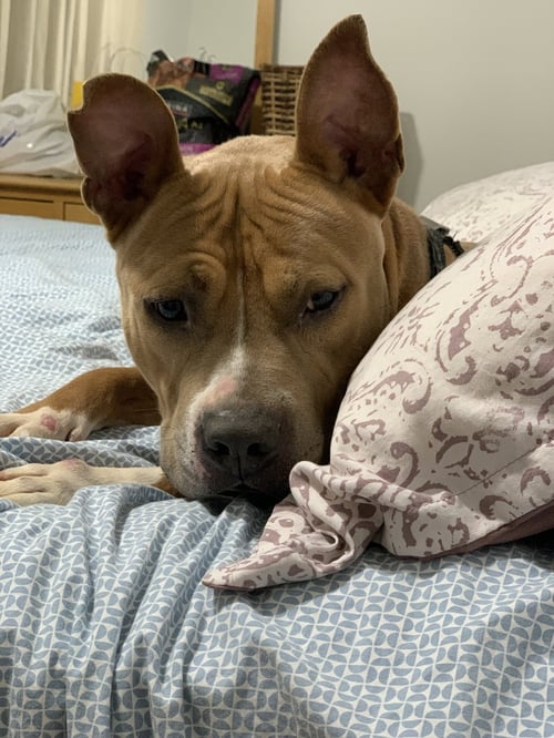 MEATBALL - Terrier available for adoption