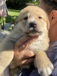 Lola - Sweets Litter - Photo 1