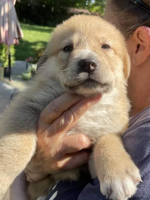 LOLA - SWEETS LITTER - Shepherd / Husky available for adoption
