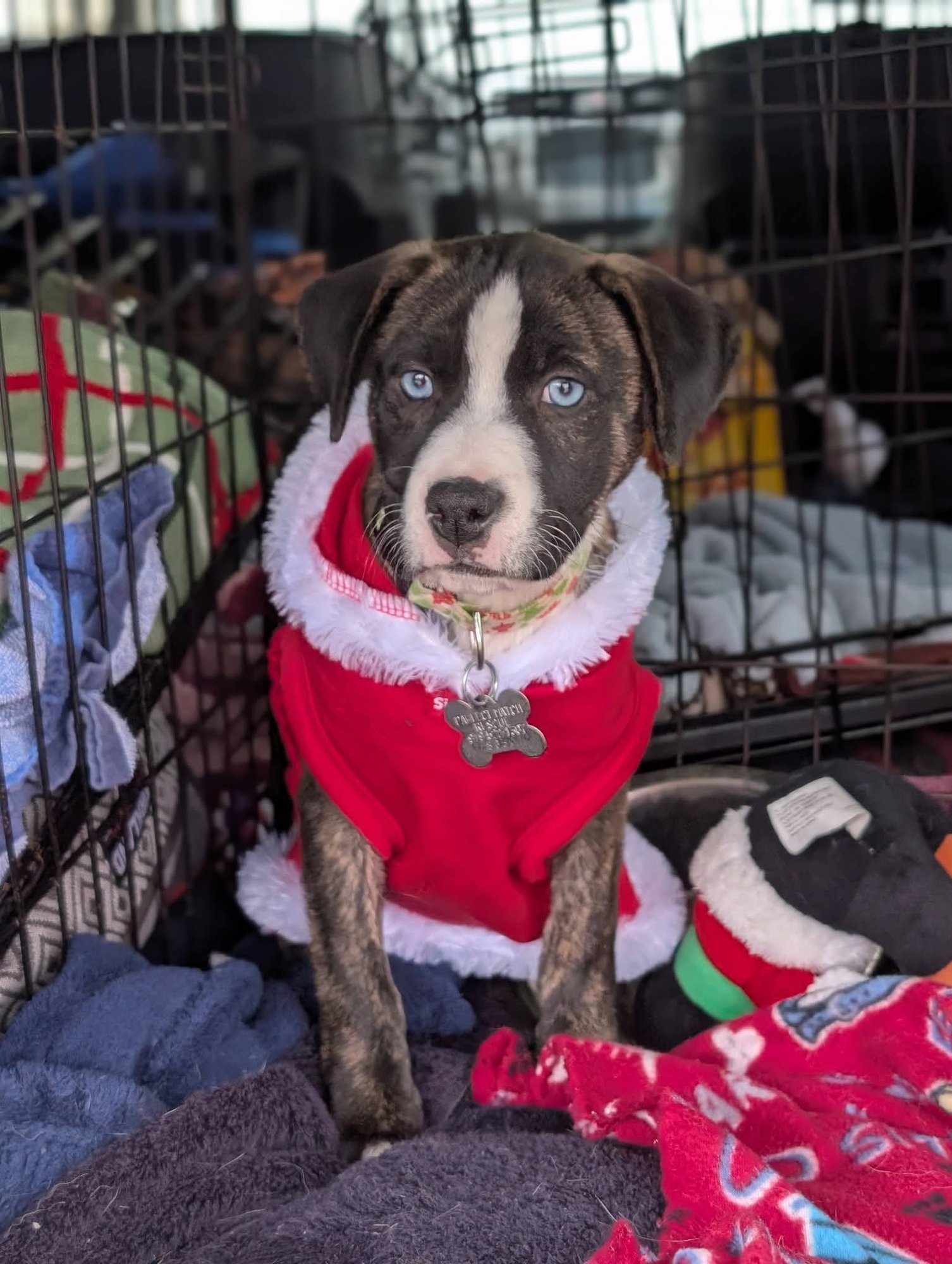 LUCY - HAPPY HOLIDAYS LITTER - German Shepherd Dog / Husky available for adoption