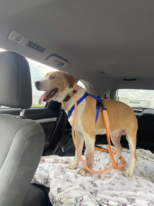 RYAN - American Staffordshire Terrier / Boxer available for adoption