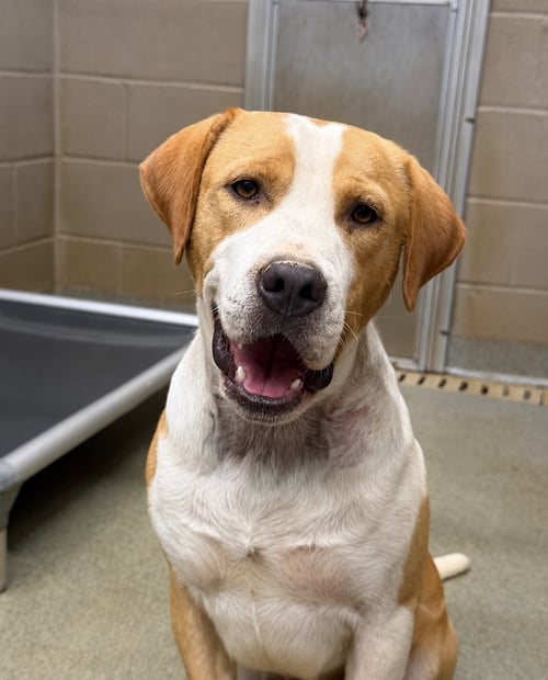 RYAN - American Staffordshire Terrier / Boxer available for adoption
