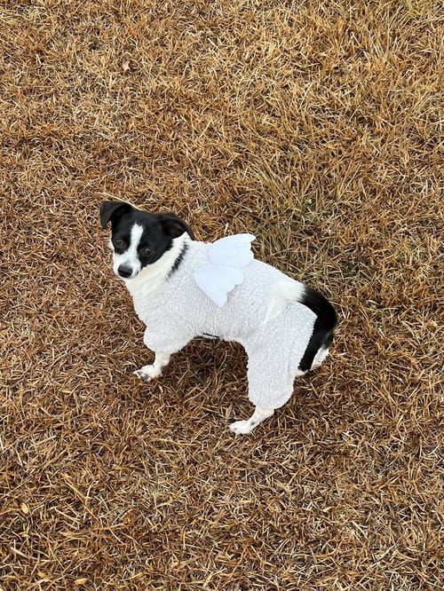 MIRA - Chihuahua available for adoption