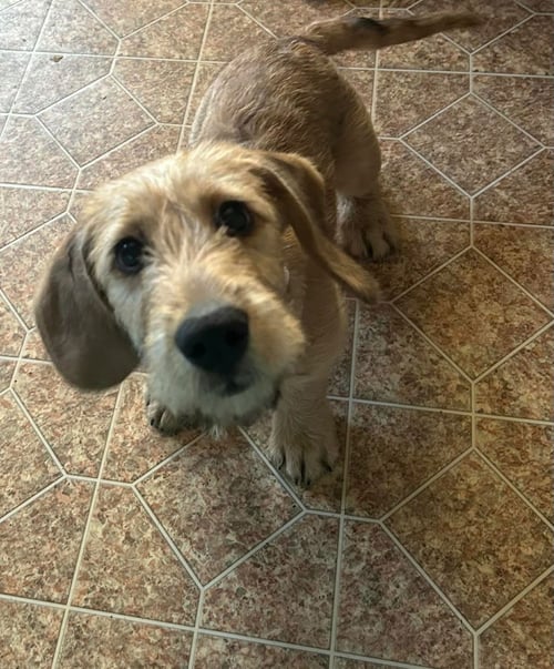 PEARL - Basset Hound / Poodle (unknown type) available for adoption