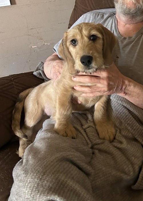 PEARL - Basset Hound / Poodle (unknown type) available for adoption