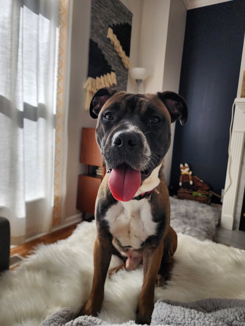KOBE - Boxer / Terrier available for adoption