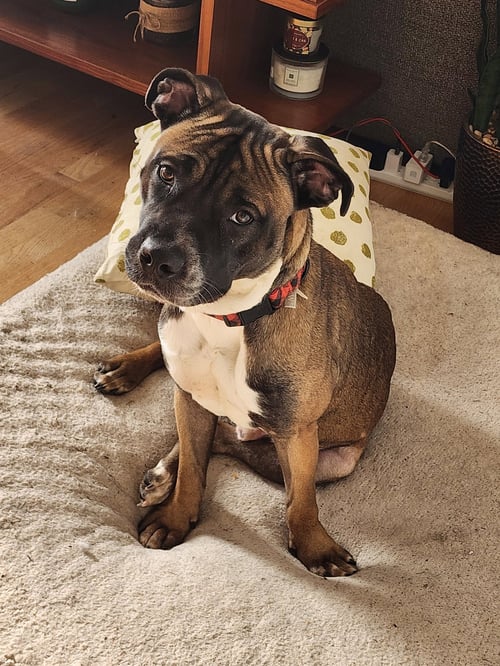 KOBE - Boxer / Terrier available for adoption