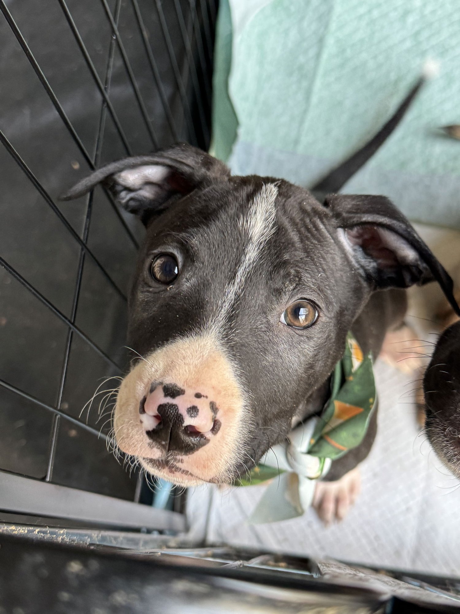 ROO - American Staffordshire Terrier available for adoption