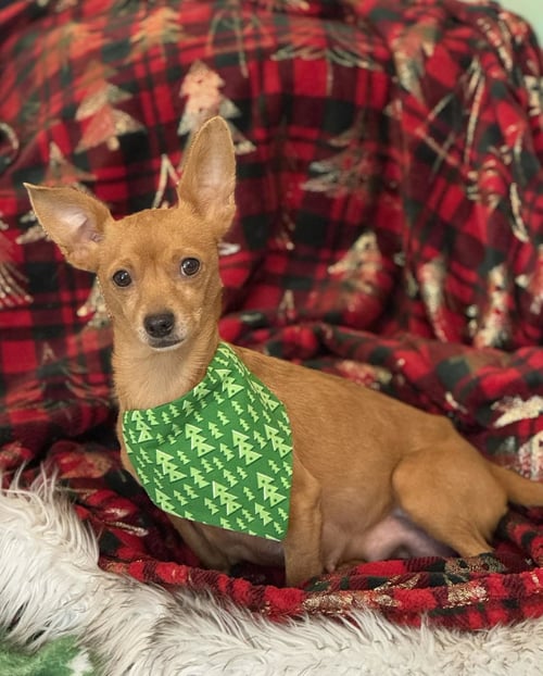 FIONA - Chihuahua available for adoption