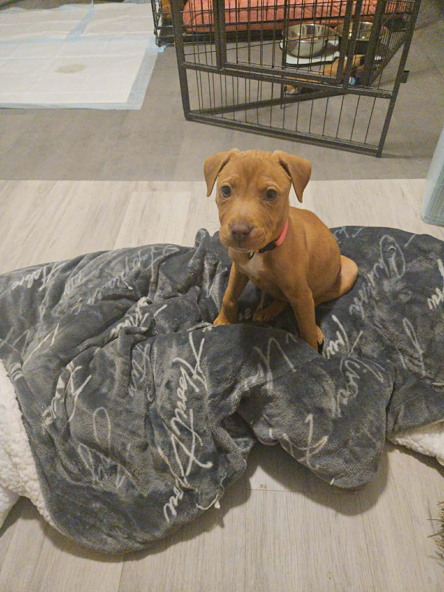 AVA - American Staffordshire Terrier available for adoption