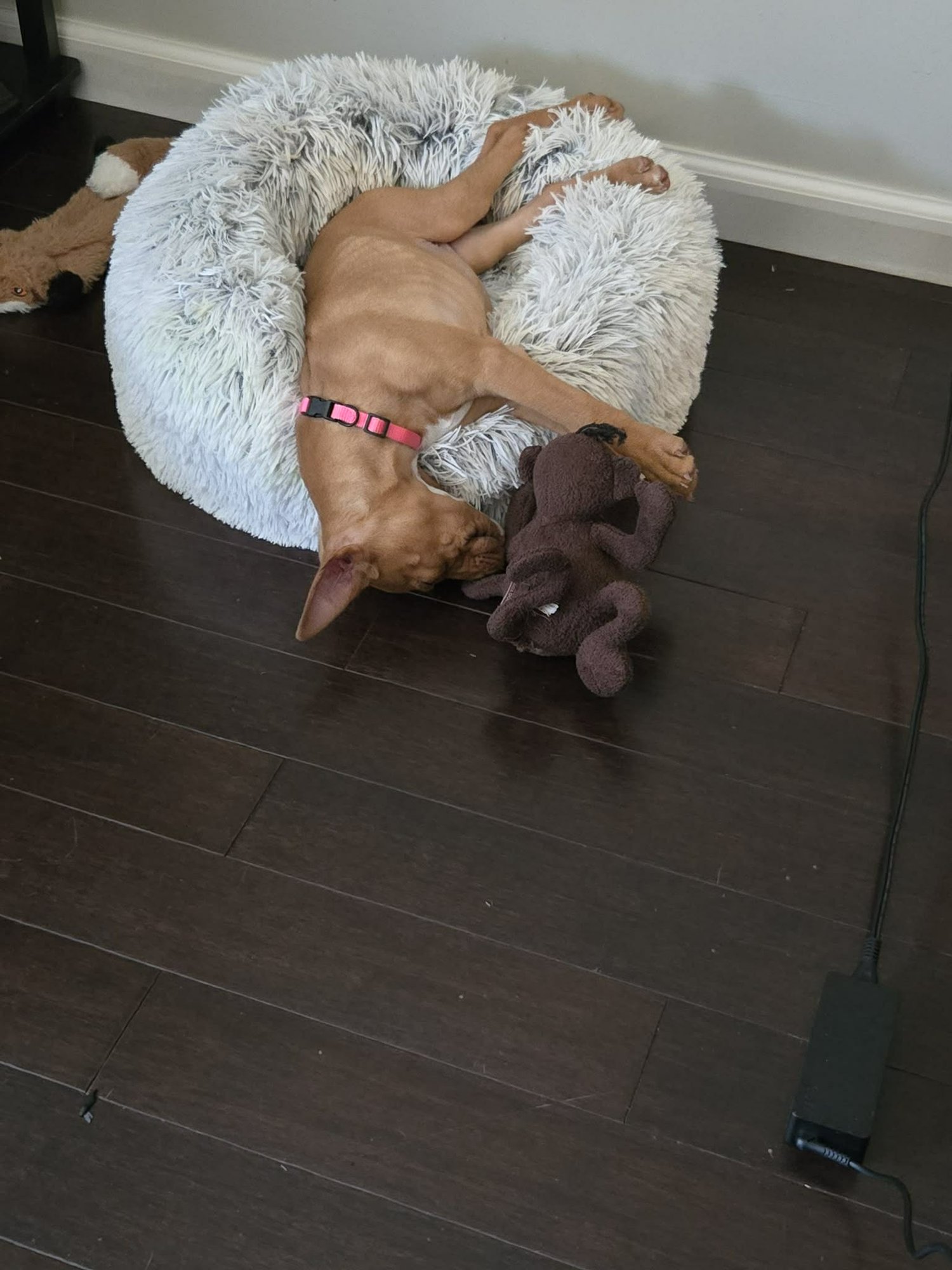 AVA - American Staffordshire Terrier available for adoption