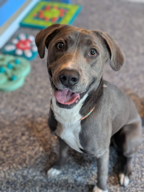 FREDDY - Labrador Retriever available for adoption