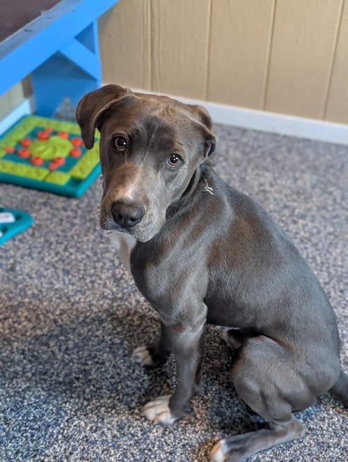 FREDDY - Labrador Retriever / Rhodesian Ridgeback available for adoption
