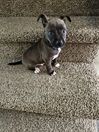 Sirius (Harry Potter litter) - Photo 3