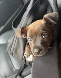 Sirius (Harry Potter litter) - Photo 1