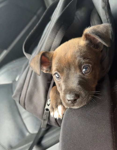 SIRIUS (HARRY POTTER LITTER) - Labrador Retriever / Terrier available for adoption