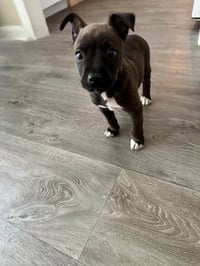 Sirius (Harry Potter litter) - Photo 2