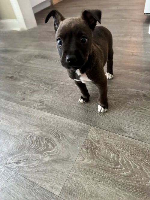 SIRIUS (HARRY POTTER LITTER) - Labrador Retriever / Terrier available for adoption