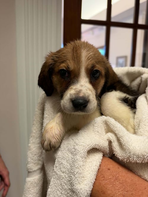 SCREAMER - HALLOWEEN LITTER - Anatolian Shepherd / Hound available for adoption