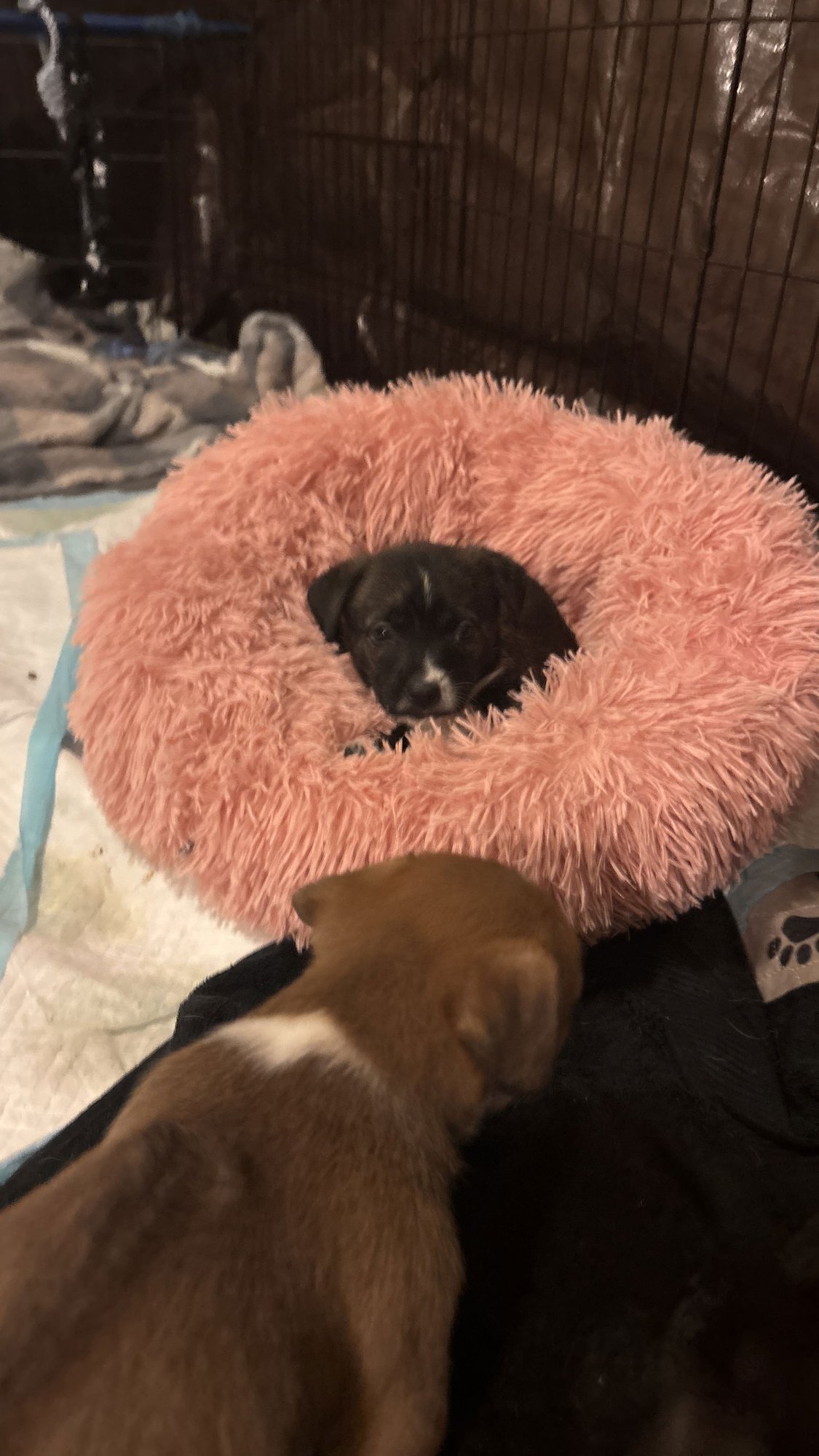 HOMER: THE SIMPSON’S LITTER - Dachshund / Rat Terrier available for adoption