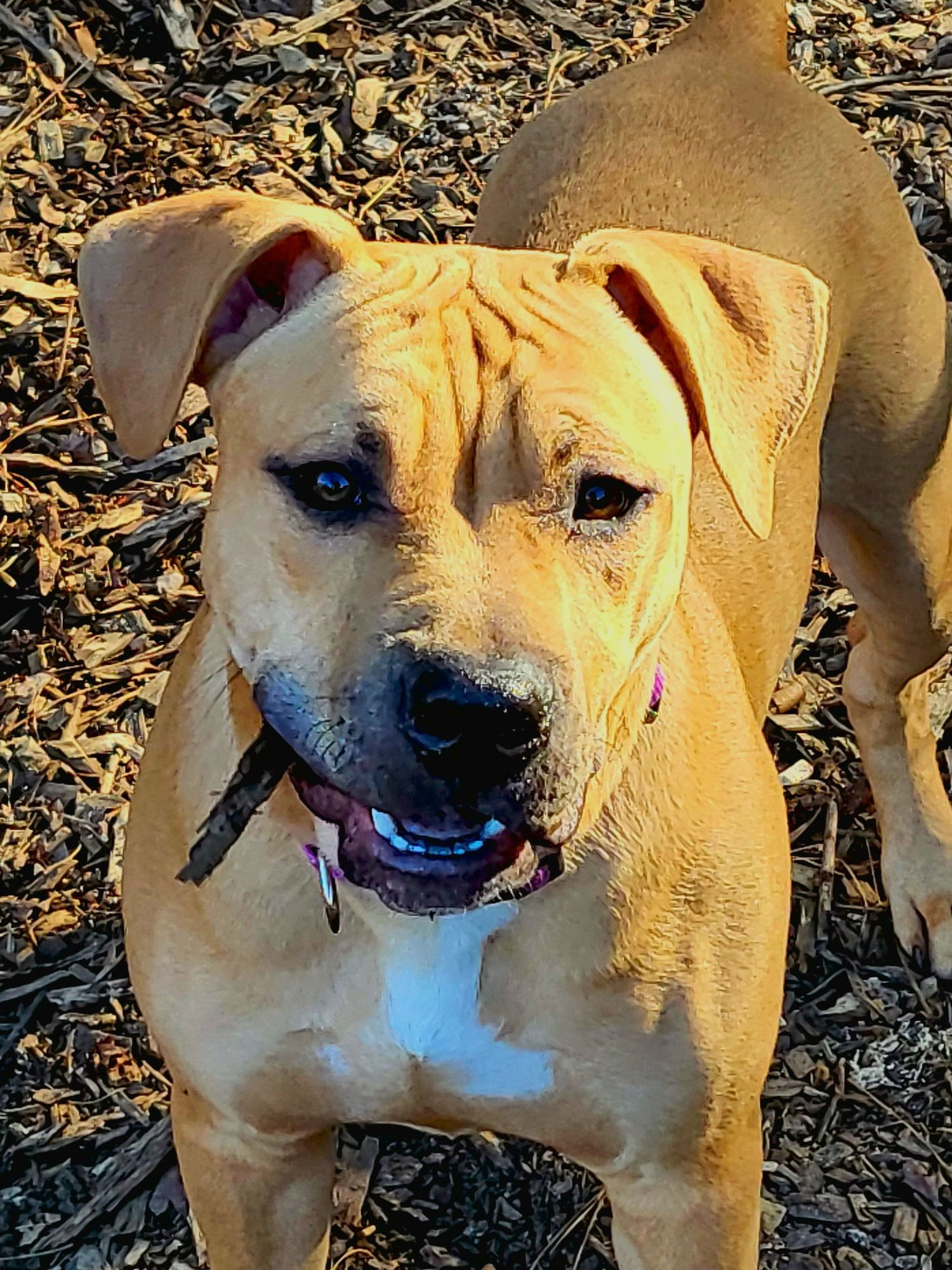 ROWAN (COURTESY) - American Pit Bull Terrier available for adoption