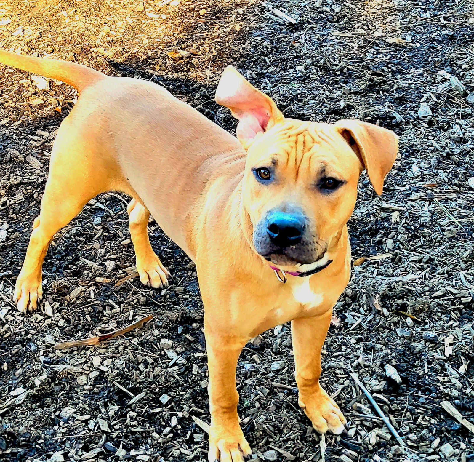 ROWAN (COURTESY) - American Pit Bull Terrier available for adoption