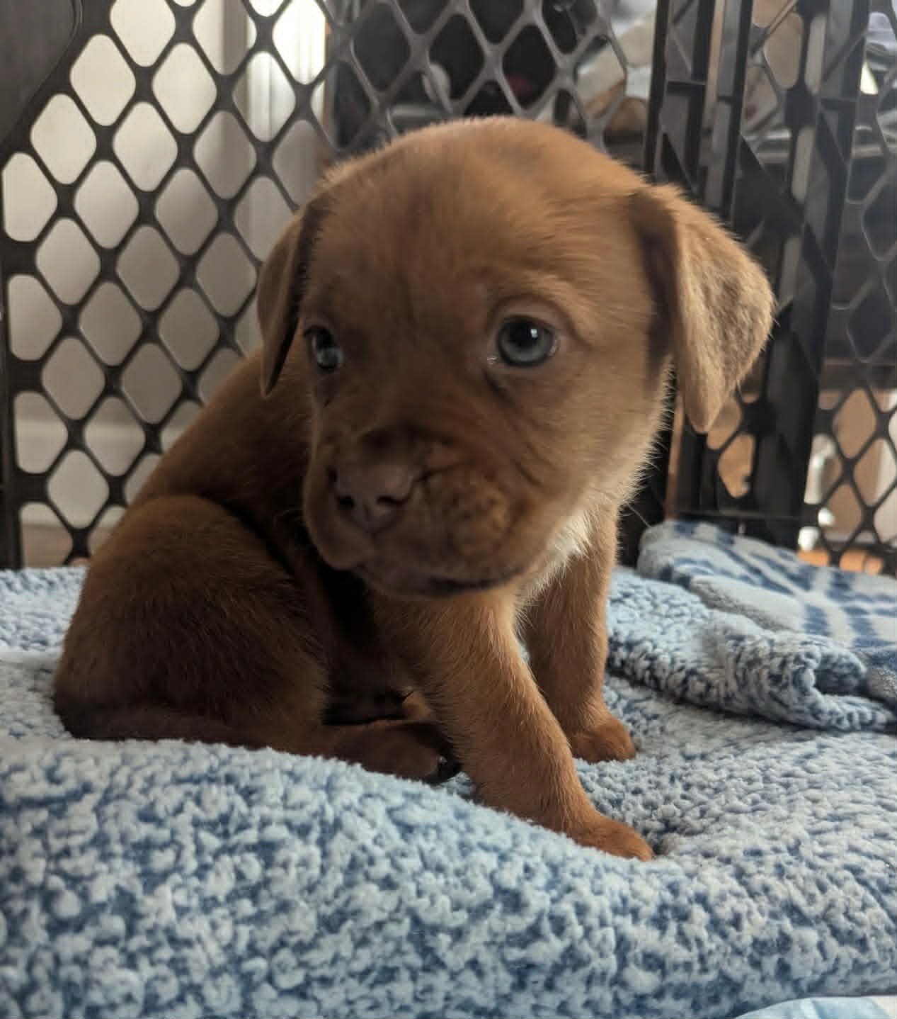 PORTER - BEER LITTER - Shepherd / Hound available for adoption