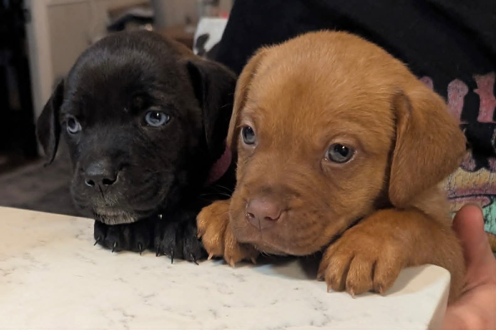 PORTER - BEER LITTER - Shepherd / Hound available for adoption