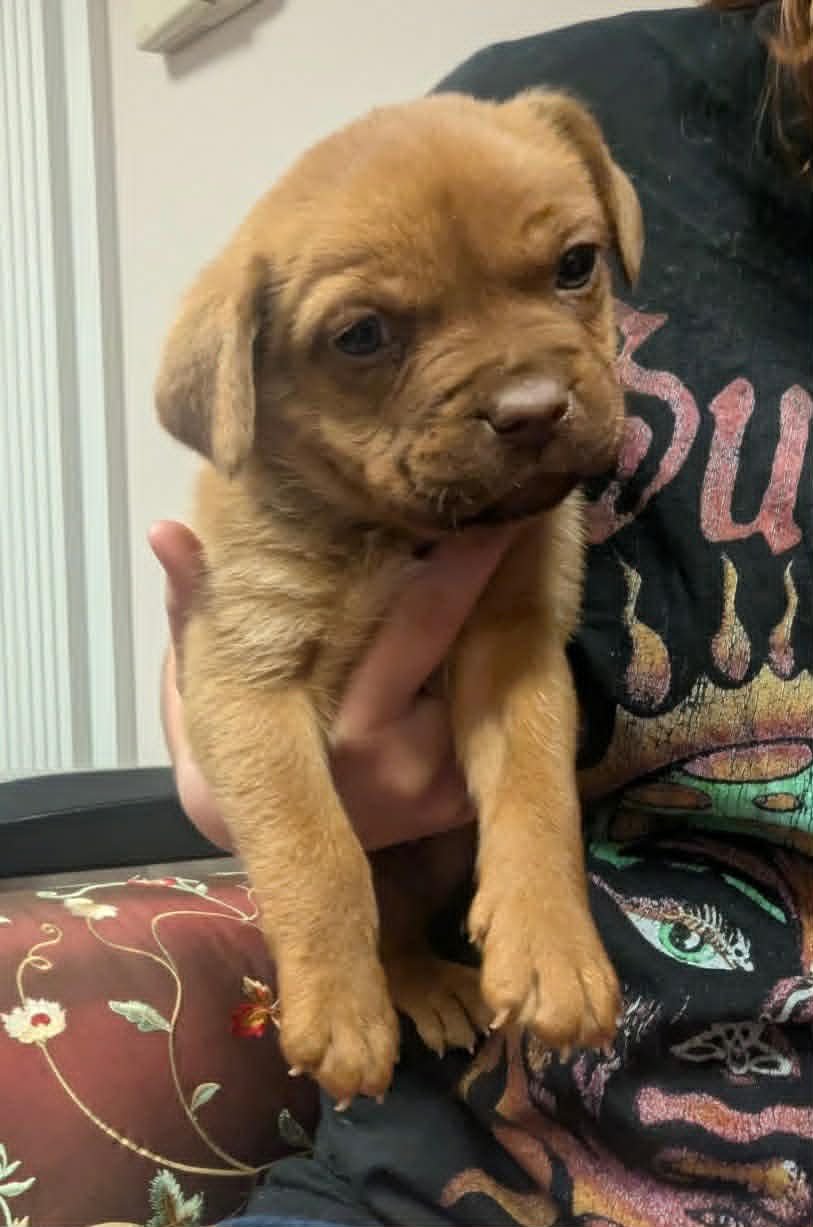 Porter - Beer Litter - Photo 3