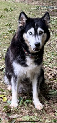 Sakari - Photo 8