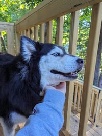 Sakari - Photo 5