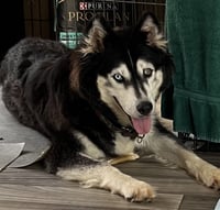 Sakari - Photo 11