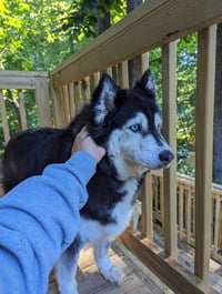 Sakari - Photo 6