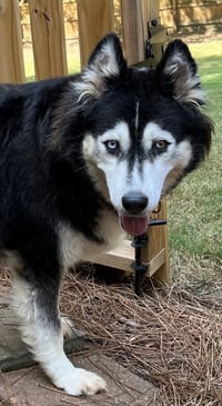 Sakari - Photo 7