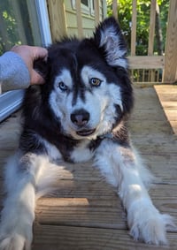 Sakari - Photo 2