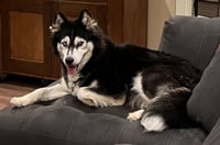 Sakari - Photo 9