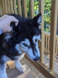 Sakari - Photo 4