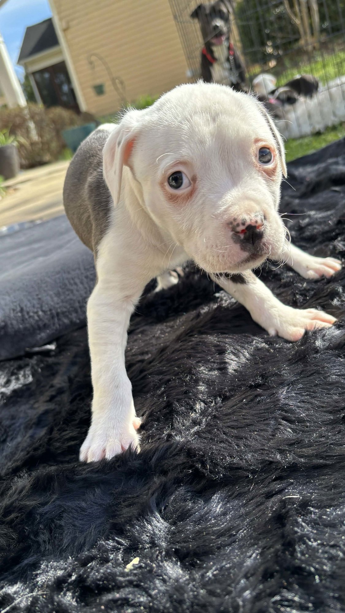 ASIA (BLOSSOM LITTER) - Labrador Retriever / American Pit Bull Terrier available for adoption