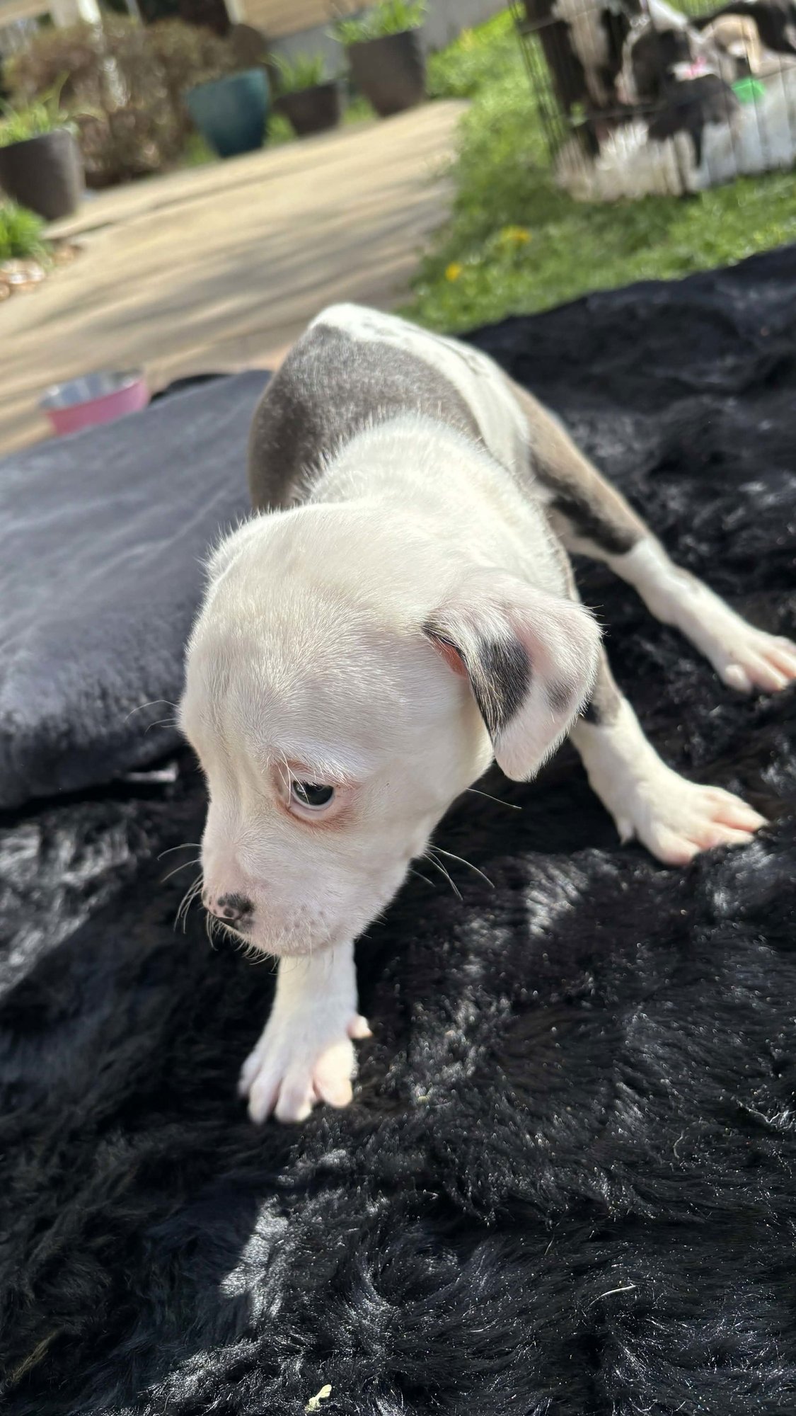 ASIA (BLOSSOM LITTER) - Labrador Retriever / American Pit Bull Terrier available for adoption