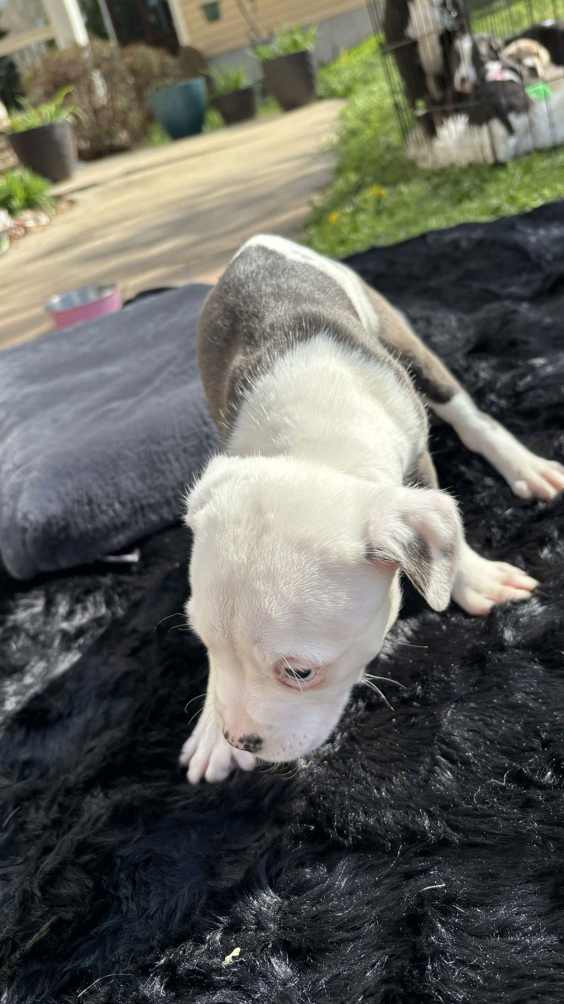 Asia (Blossom Litter) - Photo 3