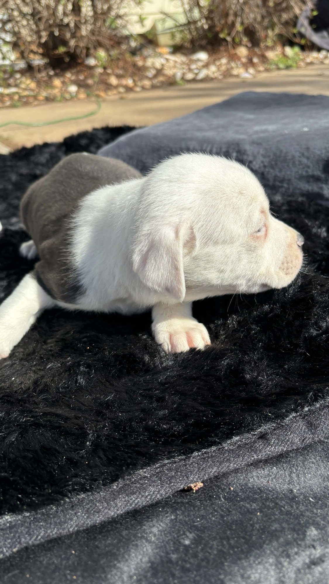 Asia (Blossom Litter) - Photo 4