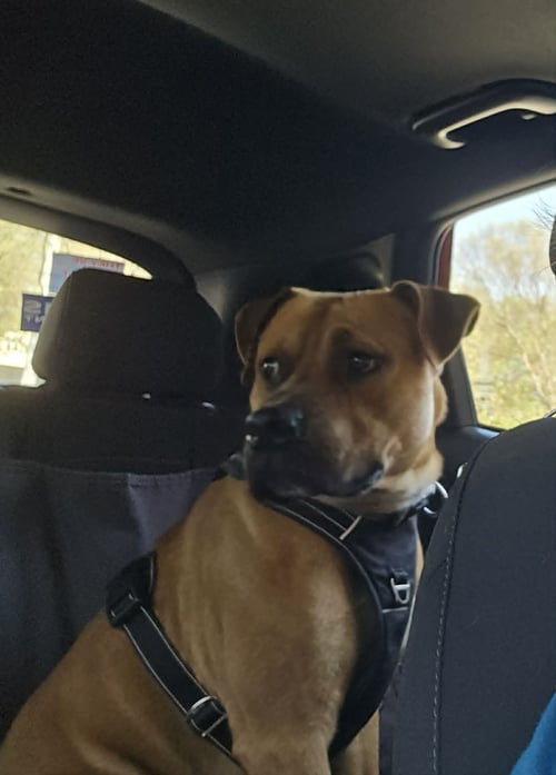 RICO - Shepherd / American Staffordshire Terrier available for adoption