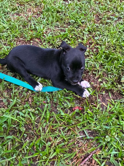 RON (HARRY POTTER LITTER) - Labrador Retriever / Terrier available for adoption