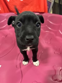 Ron (Harry Potter Litter) - Photo 3