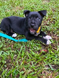 Ron (Harry Potter Litter) - Photo 1