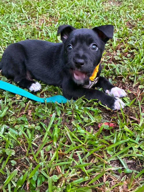 RON (HARRY POTTER LITTER) - Labrador Retriever / Terrier available for adoption