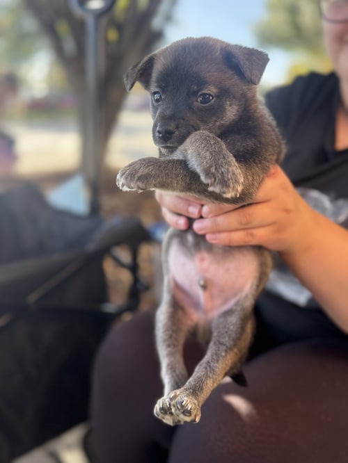 BINX - Unknown available for adoption