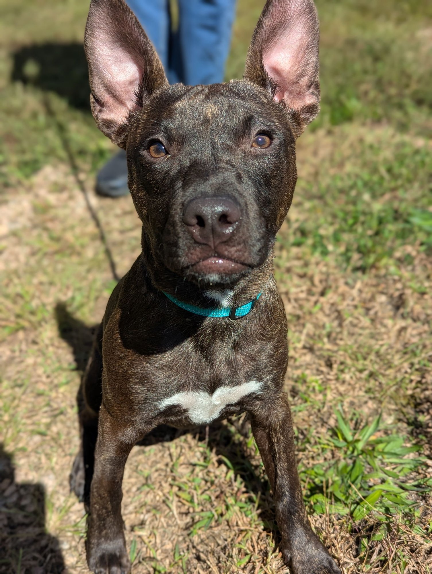 ANGELA MARTIN (THE OFFICE LITTER) - Staffordshire Bull Terrier / Chihuahua available for adoption