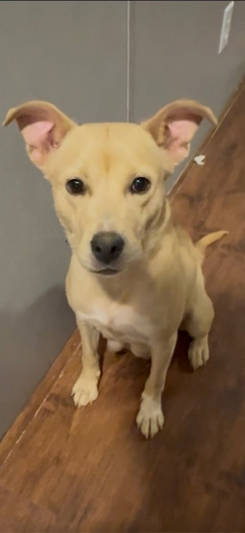 CORAL - NEMO LITTER MOM - American Staffordshire Terrier available for adoption